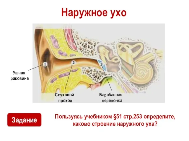 Наружное ухо Пользуясь учебником §51 стр.253 определите, каково строение наружного уха?