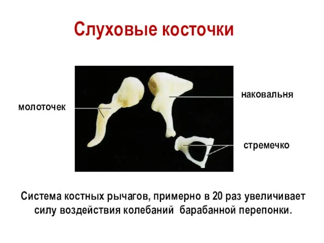 молоточек наковальня стремечко Слуховые косточки Система костных рычагов, примерно в 20