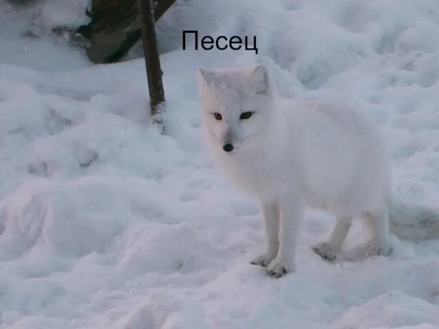 Песец