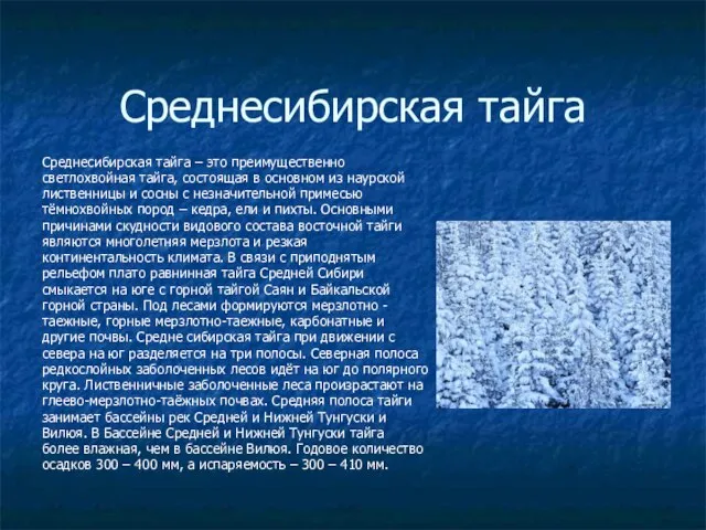 Среднесибирская тайга Среднесибирская тайга – это преимущественно светлохвойная тайга, состоящая в
