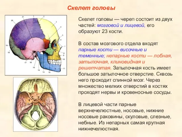 Скелет головы Скелет головы — череп состоит из двух частей: мозговой