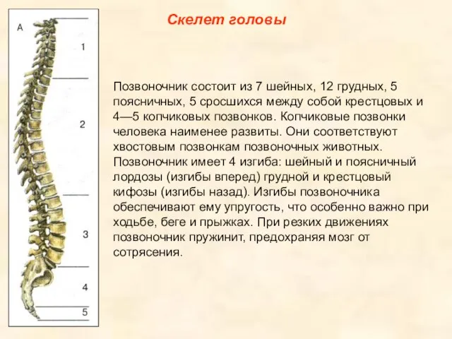 Скелет головы Позвоночник состоит из 7 шейных, 12 грудных, 5 поясничных,