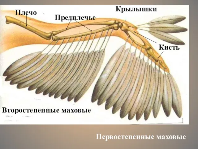 Второстепенные маховые Первостепенные маховые Крылышки Плечо Предплечье Кисть