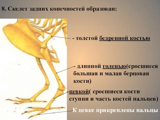 8. Скелет задних конечностей образован: - толстой бедренной костью - длинной