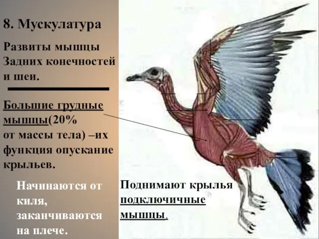 Большие грудные мышцы(20% от массы тела) –их функция опускание крыльев. 8.