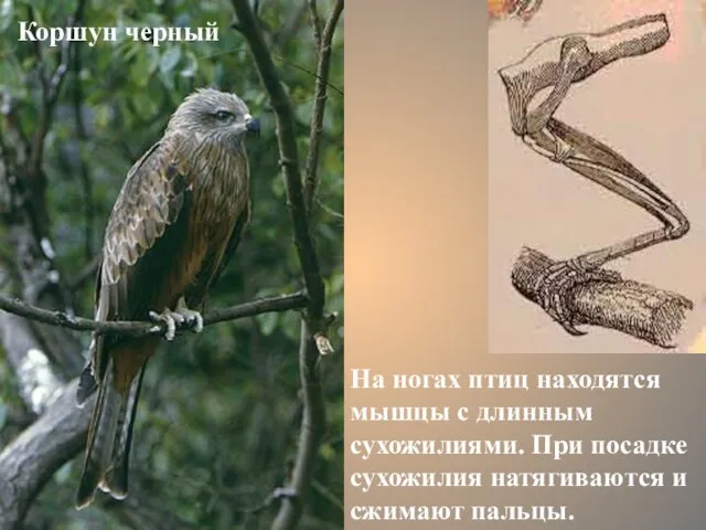 Коршун черный На ногах птиц находятся мышцы с длинным сухожилиями. При