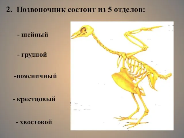 2. Позвоночник состоит из 5 отделов: - шейный - грудной -поясничный - крестцовый - хвостовой