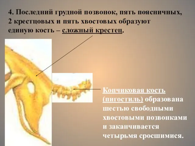 4. Последний грудной позвонок, пять поясничных, 2 крестцовых и пять хвостовых