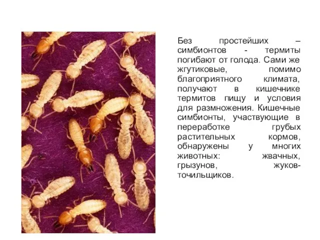 Без простейших – симбионтов - термиты погибают от голода. Сами же