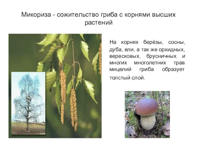 Микориза - сожительство гриба с корнями высших растений На корнях берёзы,