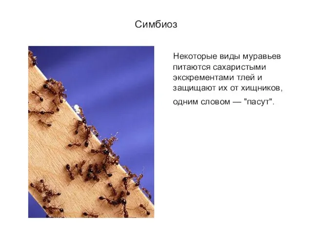 Симбиоз Некоторые виды муравьев питаются сахаристыми экскрементами тлей и защищают их
