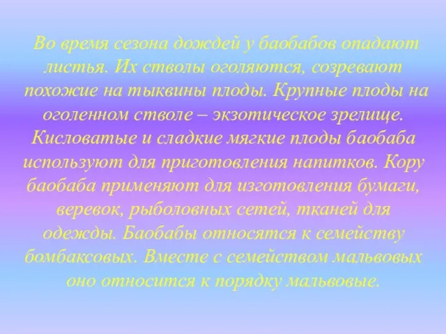 Во время сезона дождей у баобабов опадают листья. Их стволы оголяются,