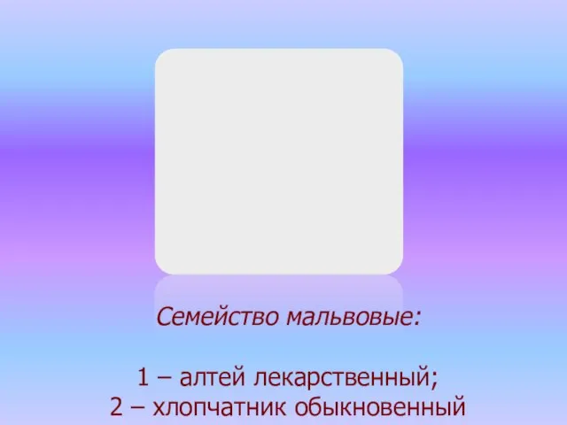 Семейство мальвовые: 1 – алтей лекарственный; 2 – хлопчатник обыкновенный