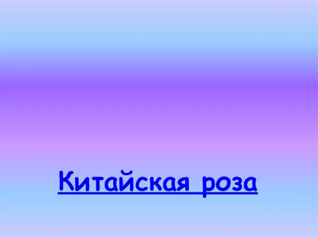 Китайская роза