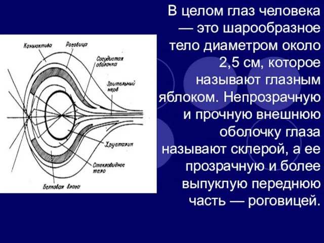 В целом глаз человека — это шарообразное тело диаметром око­ло 2,5