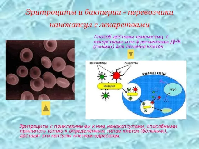 Эритроциты и бактерии - перевозчики нанокапсул с лекарствами Эритроциты с приклеенными