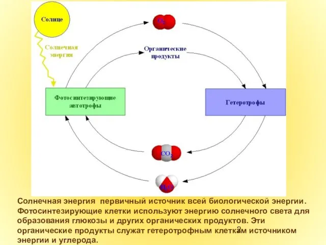 Солнечная энергия первичный источник всей биологической энергии. Фотосинтезирующие клетки используют энергию