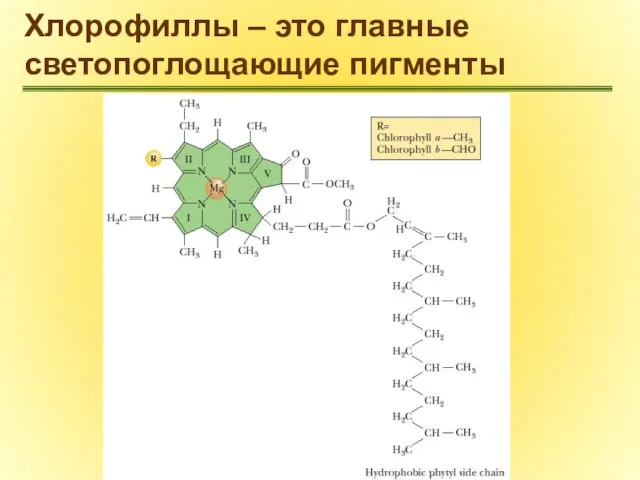 Хлорофиллы – это главные светопоглощающие пигменты