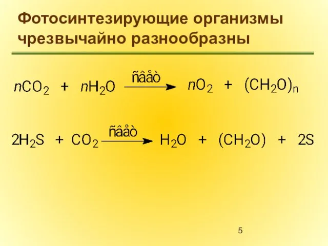 Фотосинтезирующие организмы чрезвычайно разнообразны