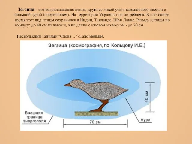 Зегзица - это водоплавающая птица, крупнее дикой утки, камышового цвета и