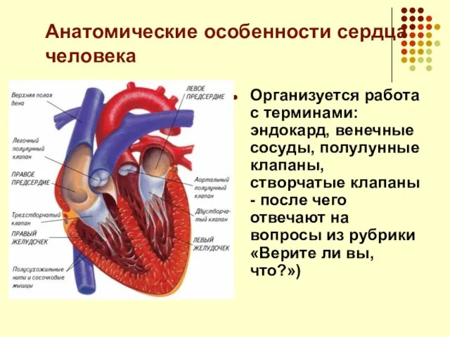 Анатомические особенности сердца человека Организуется работа с терминами: эндокард, венечные сосуды,