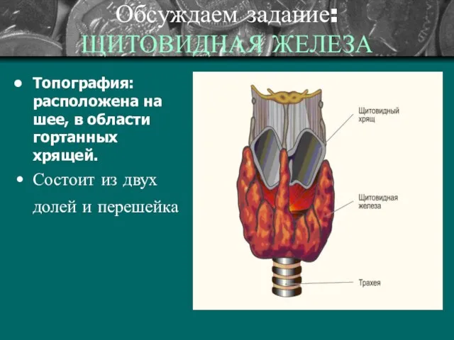 Обсуждаем задание: ЩИТОВИДНАЯ ЖЕЛЕЗА Топография: расположена на шее, в области гортанных