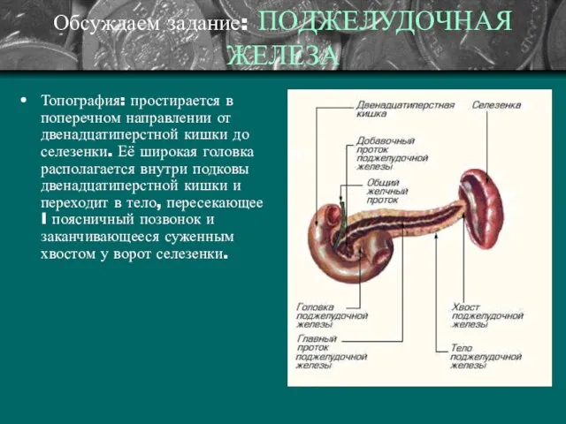 Обсуждаем задание: ПОДЖЕЛУДОЧНАЯ ЖЕЛЕЗА Топография: простирается в поперечном направлении от двенадцатиперстной