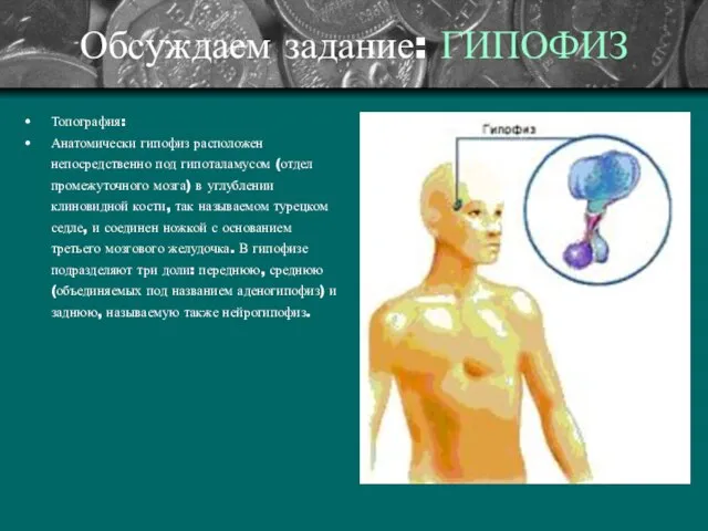 Обсуждаем задание: ГИПОФИЗ Топография: Анатомически гипофиз расположен непосредственно под гипоталамусом (отдел