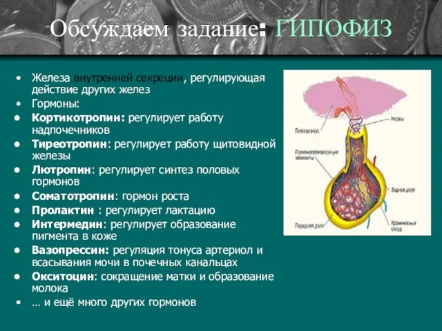 Обсуждаем задание: ГИПОФИЗ Железа внутренней секреции, регулирующая действие других желез Гормоны: