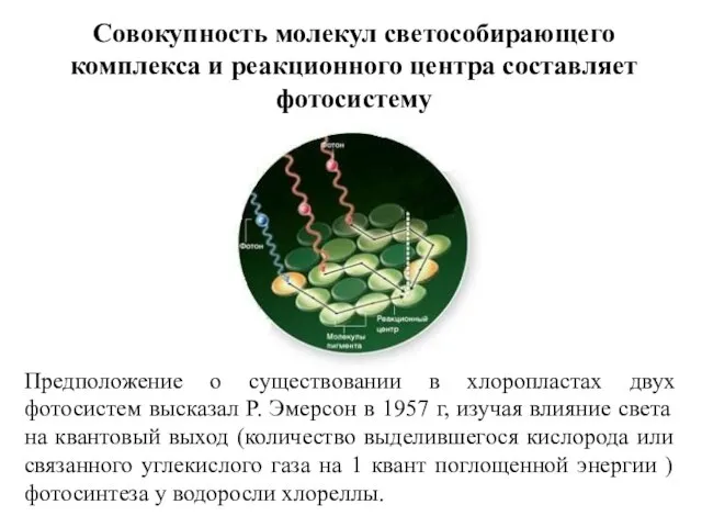 Совокупность молекул светособирающего комплекса и реакционного центра составляет фотосистему Предположение о