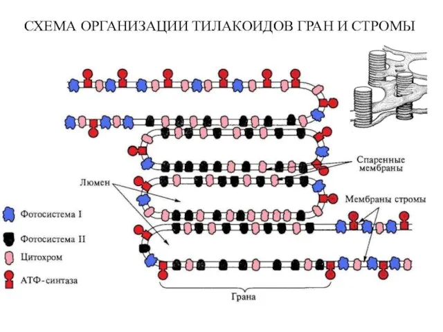 СХЕМА ОРГАНИЗАЦИИ ТИЛАКОИДОВ ГРАН И СТРОМЫ