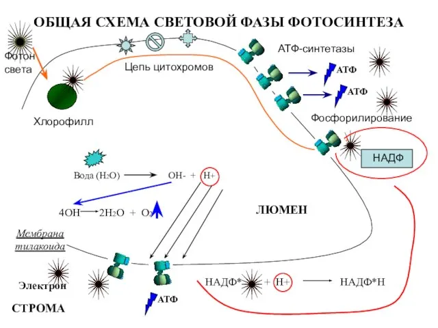 ОБЩАЯ СХЕМА СВЕТОВОЙ ФАЗЫ ФОТОСИНТЕЗА Мембрана тилакоида Фотон света Хлорофилл АТФ-синтетазы