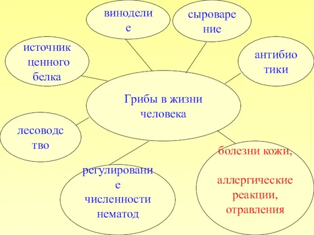 Грибы в жизни человека антибиотики сыроварение виноделие источник ценного белка лесоводство