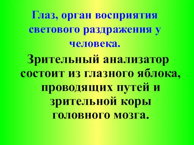 Глаз, орган восприятия светового раздражения у человека. Зрительный анализатор состоит из