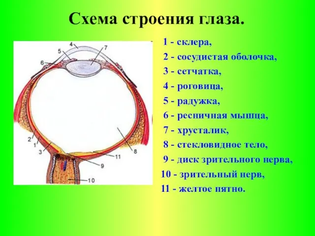 Схема строения глаза. 1 - склера, 2 - сосудистая оболочка, 3