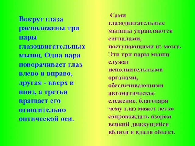 Вокруг глаза расположены три пары глазодвигательных мышц. Одна пара поворачивает глаз