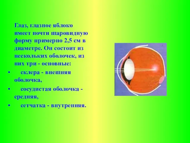 Глаз, глазное яблоко имеет почти шаровидную форму примерно 2,5 см в