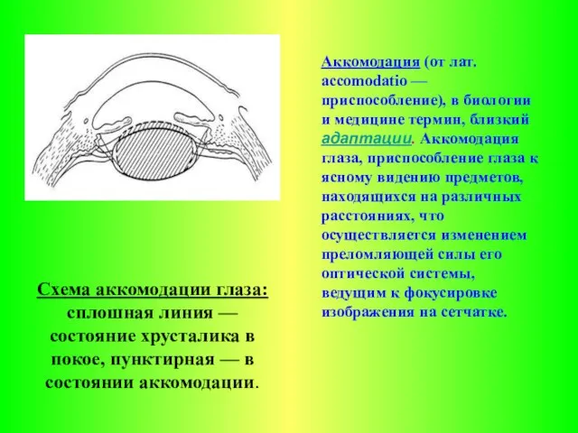 Схема аккомодации глаза: сплошная линия — состояние хрусталика в покое, пунктирная