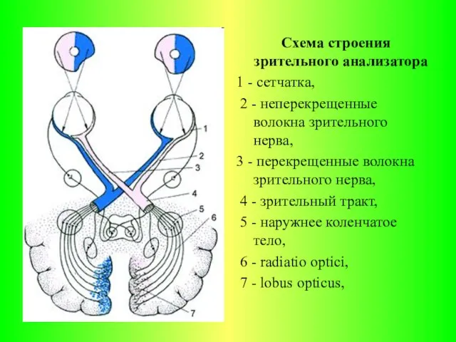 Схема строения зрительного анализатора 1 - сетчатка, 2 - неперекрещенные волокна