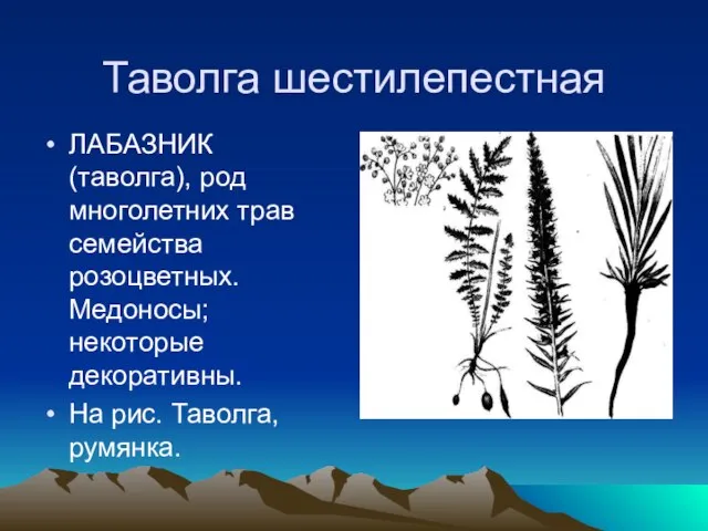 Таволга шестилепестная ЛАБАЗНИК (таволга), род многолетних трав семейства розоцветных. Медоносы; некоторые декоративны. На рис. Таволга, румянка.