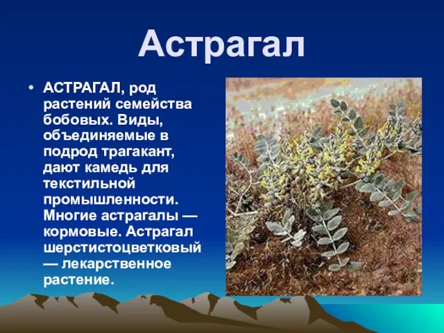 Астрагал АСТРАГАЛ, род растений семейства бобовых. Виды, объединяемые в подрод трагакант,