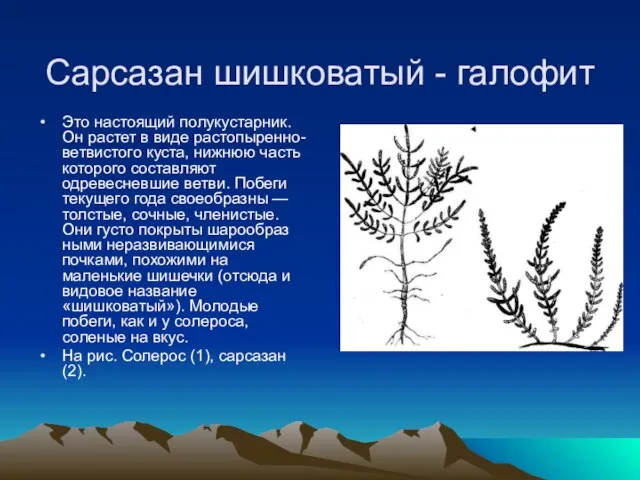 Сарсазан шишковатый - галофит Это настоящий полукустарник. Он растет в виде