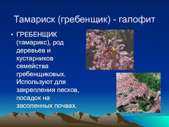 Тамариск (гребенщик) - галофит ГРЕБЕНЩИК (тамарикс), род деревьев и кустарников семейства