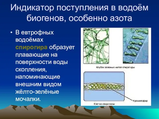 Индикатор поступления в водоём биогенов, особенно азота В евтрофных водоёмах спирогира