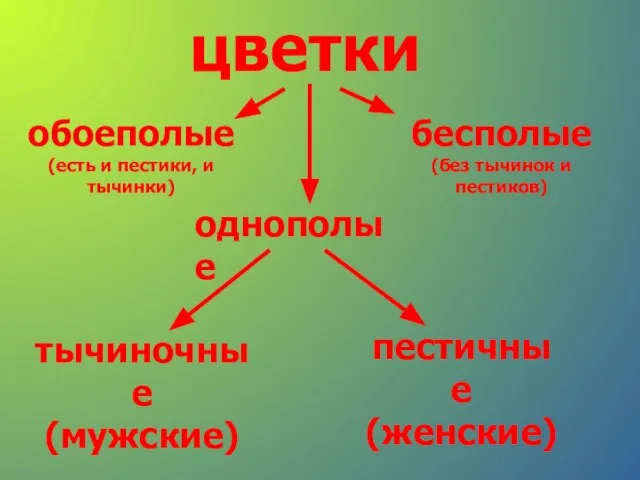 цветки обоеполые (есть и пестики, и тычинки) однополые бесполые (без тычинок