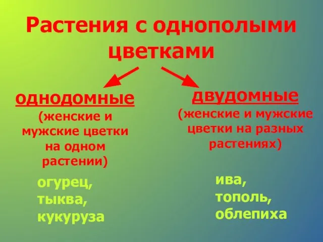 Растения с однополыми цветками однодомные (женские и мужские цветки на одном