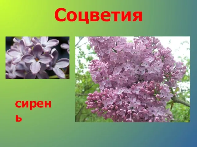 Соцветия сирень