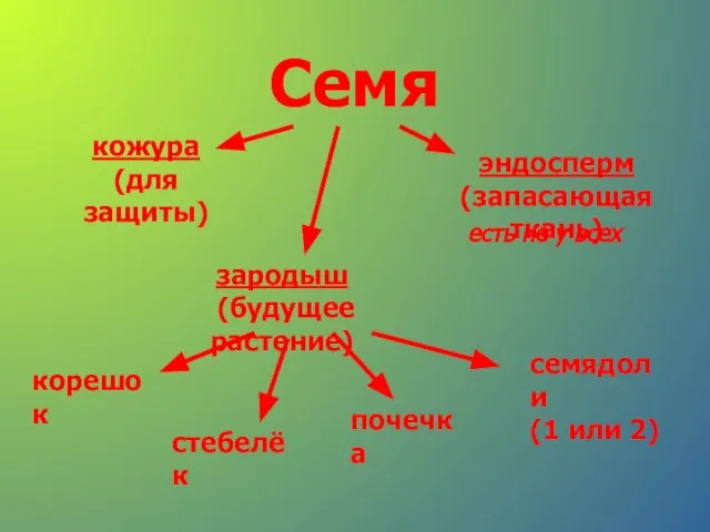 Семя кожура (для защиты) эндосперм (запасающая ткань) зародыш (будущее растение) есть