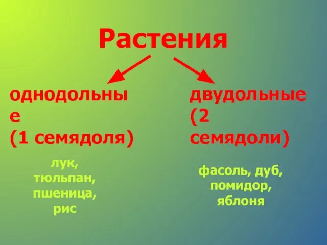 Растения однодольные (1 семядоля) двудольные (2 семядоли) лук, тюльпан, пшеница, рис фасоль, дуб, помидор, яблоня