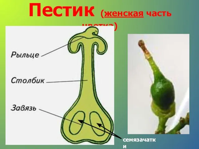 Пестик (женская часть цветка) семязачатки